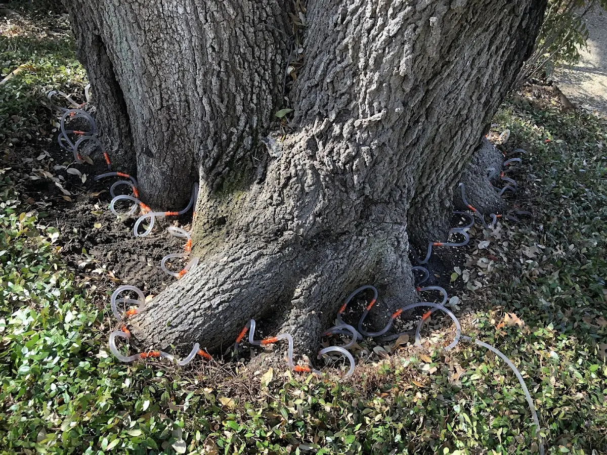 Detailed Tree Cabling and Bracing job site in La Monte